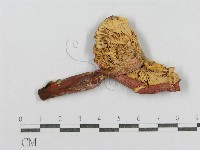 紅菇屬藏品圖，第1張