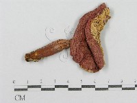 紅菇屬藏品圖，第3張