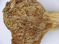 登錄號:F0003772藏品圖，第3張