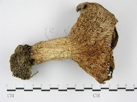 登錄號:F0003772藏品圖，第4張