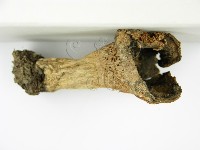 登錄號:F0003772藏品圖，第8張