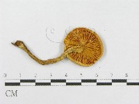 登錄號:F0003773藏品圖，第3張