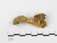 登錄號:F0003774藏品圖，第1張