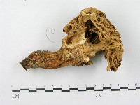 登錄號:F0003776藏品圖，第3張