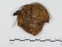 登錄號:F0003778藏品圖，第3張