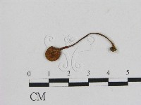 小菇屬藏品圖，第1張