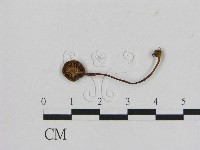 小菇屬藏品圖，第3張