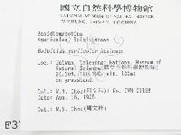 變色糞傘藏品圖，第2張