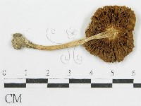 變色糞傘藏品圖，第3張
