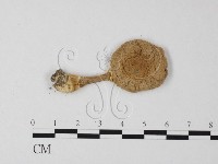 登錄號:F0003781藏品圖，第1張