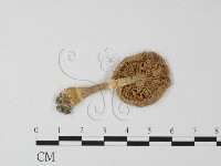 登錄號:F0003781藏品圖，第3張