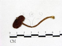 登錄號:F0003782藏品圖，第1張