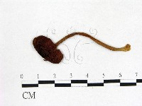 登錄號:F0003782藏品圖，第3張