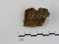 乳菇屬藏品圖，第1張