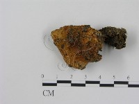 乳菇屬藏品圖，第3張