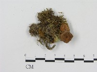 登錄號:F0003785藏品圖，第3張