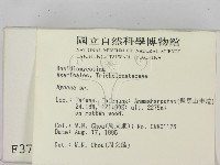 小菇屬藏品圖，第2張