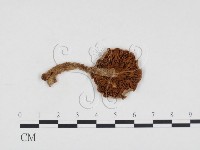 登錄號:F0003789藏品圖，第3張