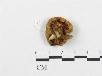 杯傘屬藏品圖，第1張