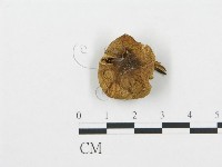 杯傘屬藏品圖，第3張