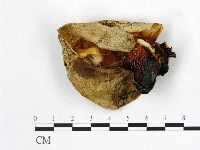 登錄號:F0003794藏品圖，第3張