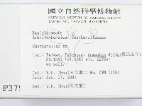 雞油菌屬藏品圖，第2張