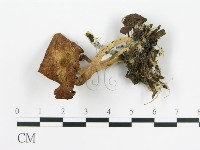 雞油菌屬藏品圖，第1張