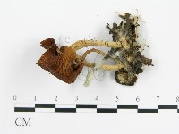 雞油菌屬藏品圖，第3張