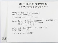 杯傘屬藏品圖，第2張