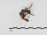 小菇屬藏品圖，第1張