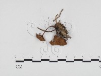 小菇屬藏品圖，第3張