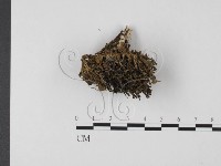 登錄號:F0003798藏品圖，第1張