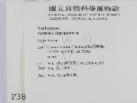 濕傘屬藏品圖，第2張