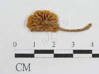 粉褶菌屬藏品圖，第1張