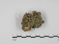 硬孔菌屬藏品圖，第3張