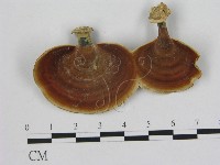 相鄰小孔菌藏品圖，第3張