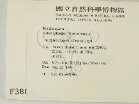 棕色革菌藏品圖，第2張