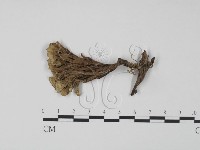 棕色革菌藏品圖，第3張