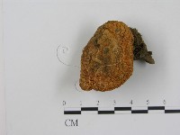 乳菇屬藏品圖，第1張