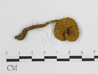 登錄號:F0003812藏品圖，第1張