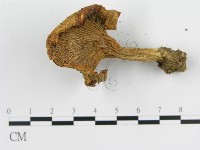 登錄號:F0003814藏品圖，第3張