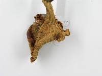 登錄號:F0003814藏品圖，第4張