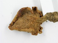 登錄號:F0003814藏品圖，第5張