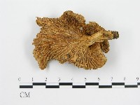 登錄號:F0003815藏品圖，第4張