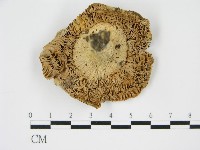 登錄號:F0003817藏品圖，第1張