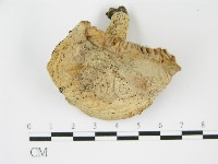 登錄號:F0003817藏品圖，第3張