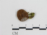 登錄號:F0003818藏品圖，第1張