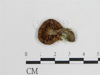 登錄號:F0003818藏品圖，第3張