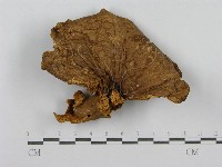 登錄號:F0003819藏品圖，第1張