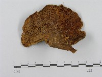 登錄號:F0003819藏品圖，第3張